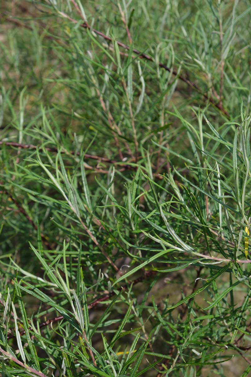 Salix rosmarinifolia twijg