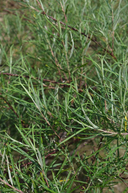 Salix rosmarinifolia meerstammig / struik twijg