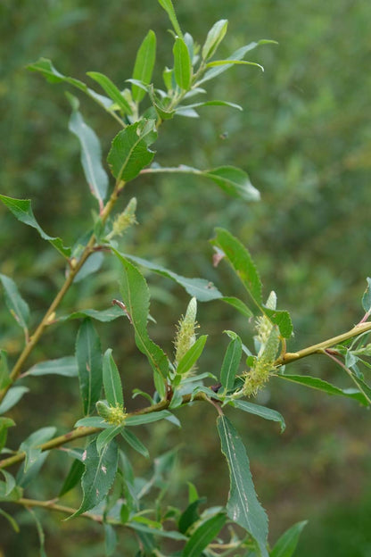 Salix triandra meerstammig / struik bloem