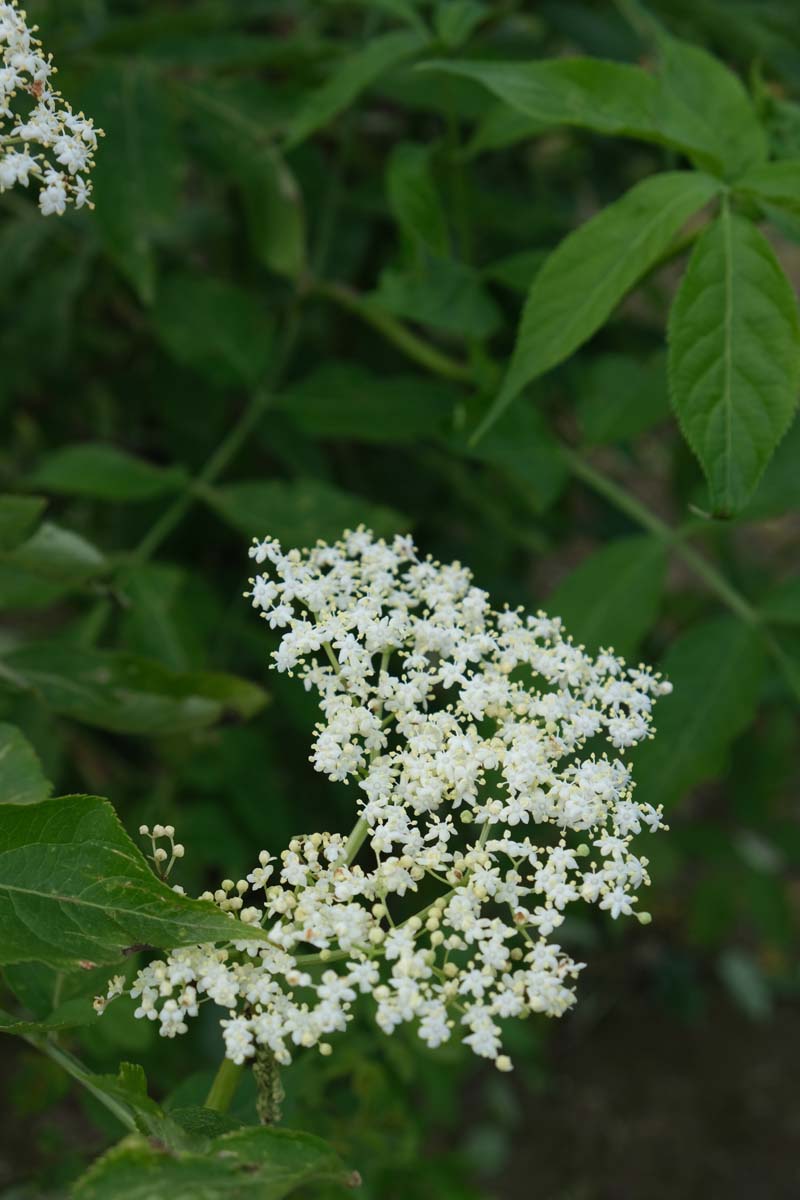 Sambucus nigra meerstammig / struik bloem