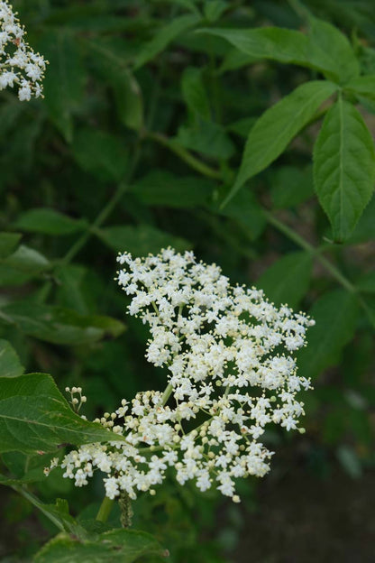 Sambucus nigra meerstammig / struik bloem