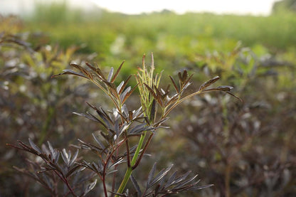 Sambucus nigra 'Eva' meerstammig / struik blad