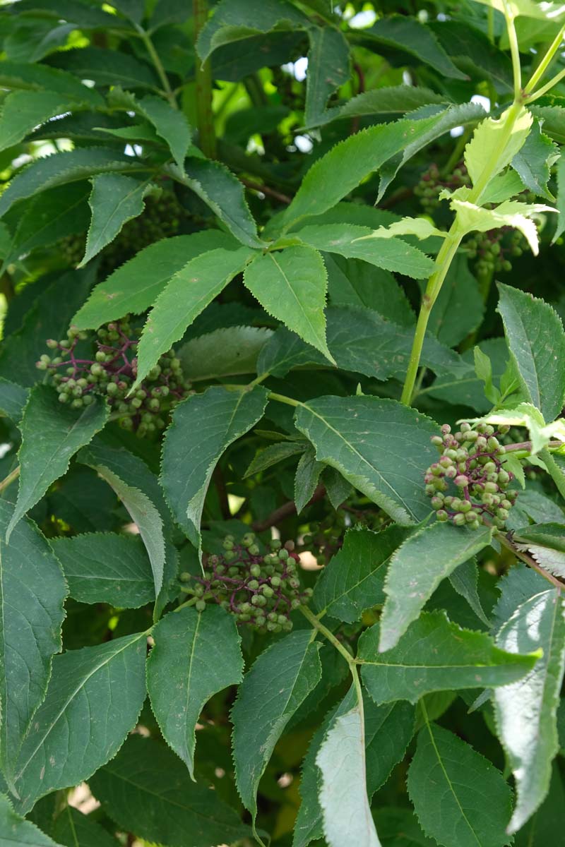 Sambucus racemosa Tuinplanten vrucht