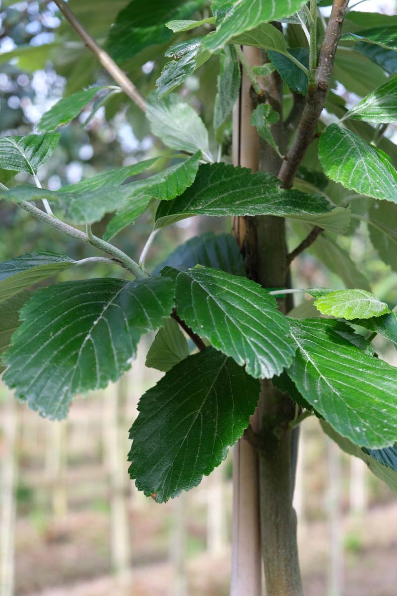 Sorbus aria 'Gigantea' op stam blad