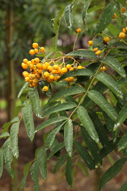 Sorbus arnoldiana 'Schouten' op stam vrucht