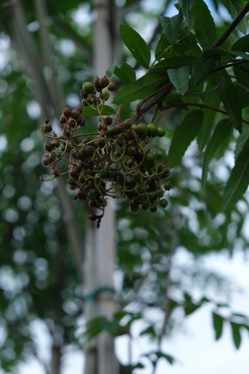 Sorbus aucuparia edulis op stam bes