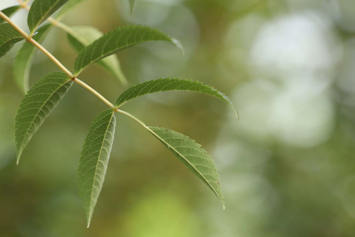 Sorbus cashmiriana op stam blad