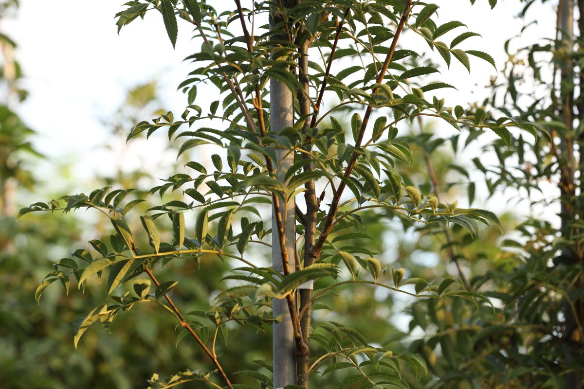 Sorbus cashmiriana op stam twijg