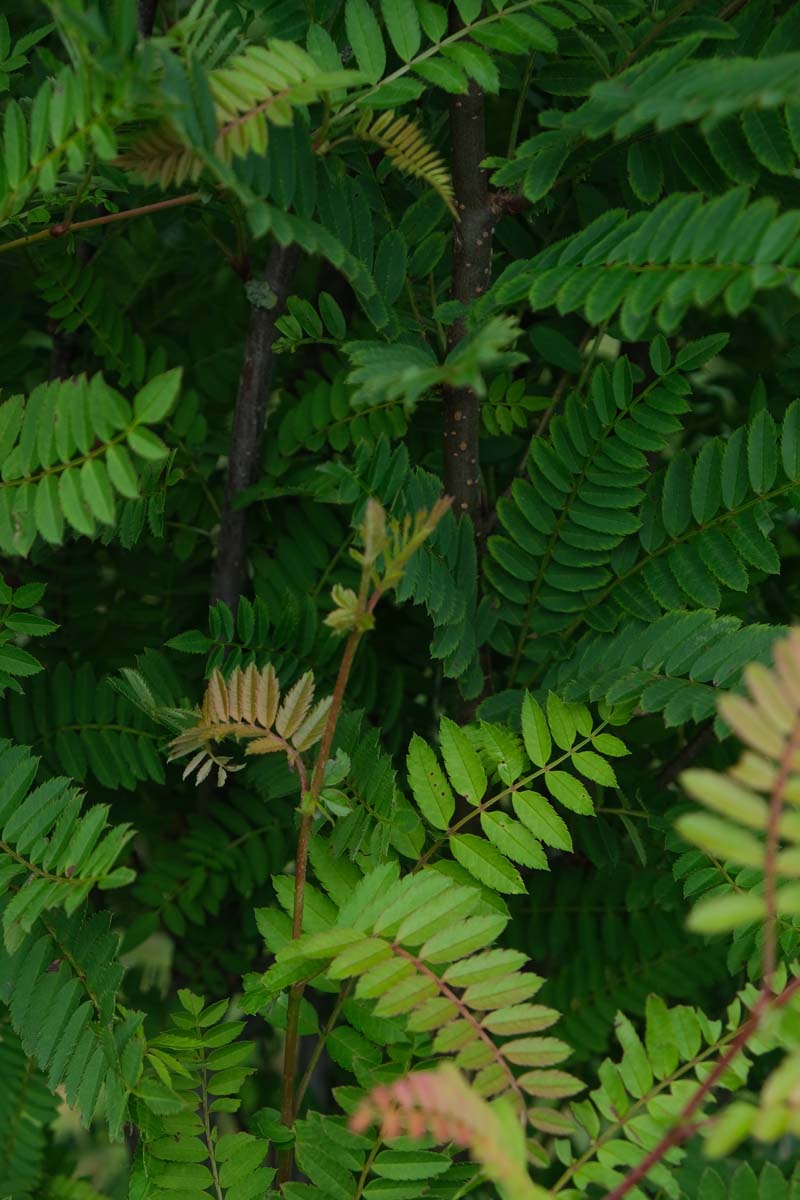 Sorbus frutescens albocarmesinae meerstammig / struik blad