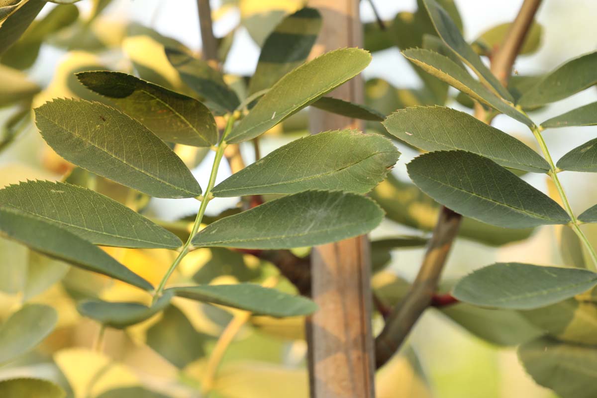 Sorbus glabrescens op stam blad