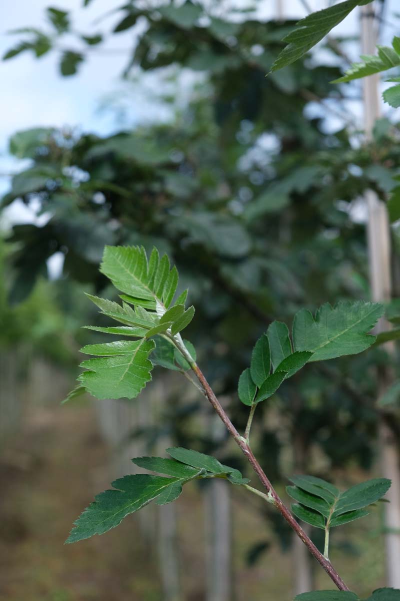 Sorbus hybrida 'Gibbsii' op stam blad