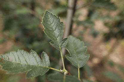 Sorbus intermedia 'Brouwers' op stam blad