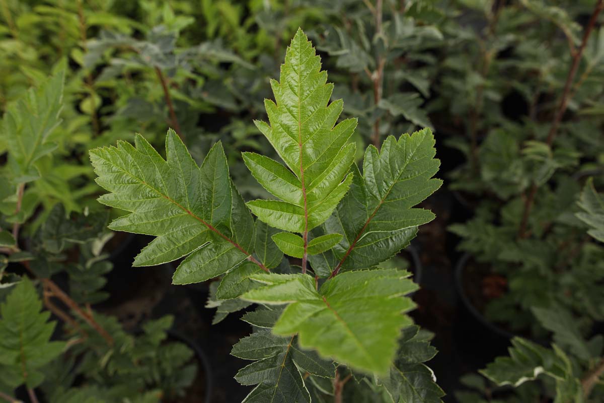 Sorbus intermedia op stam blad