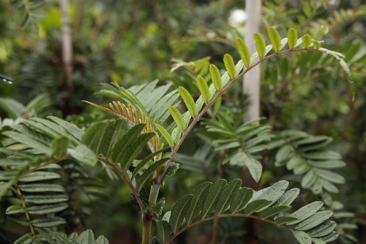 Sorbus scalaris op stam blad