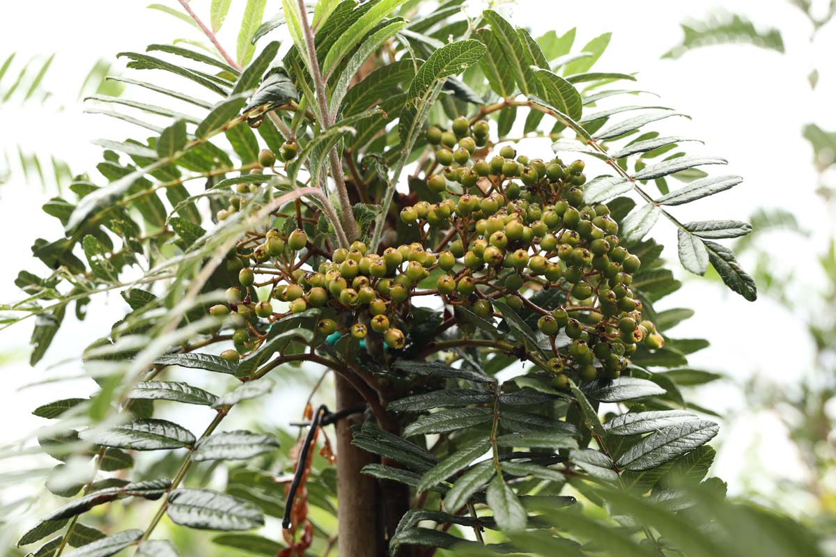 Sorbus scalaris op stam bes