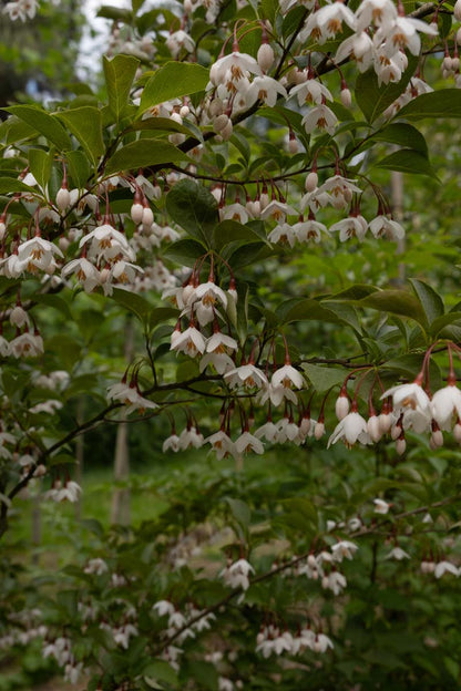 Styrax japonicus op stam bloesem