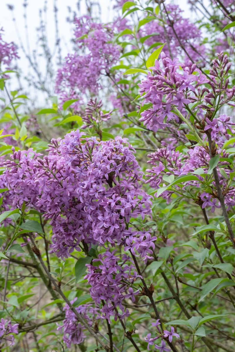 Syringa chinensis 'Saugeana' bloem