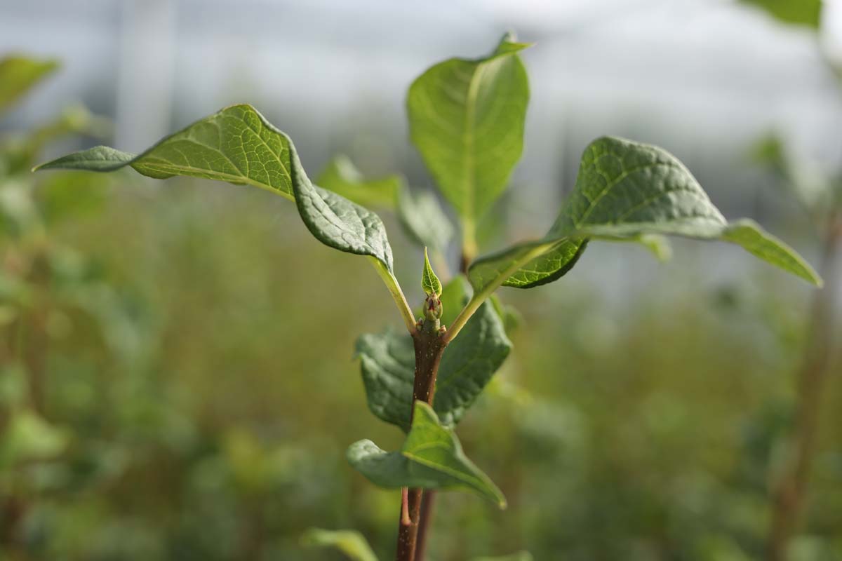 Syringa josikaea Tuinplanten blad