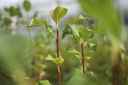 Syringa josikaea haagplant blad