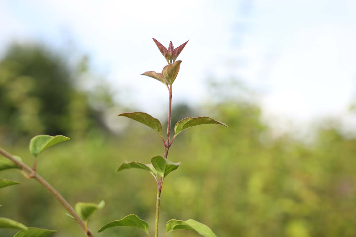 Syringa microphylla 'Superba' op stam twijg