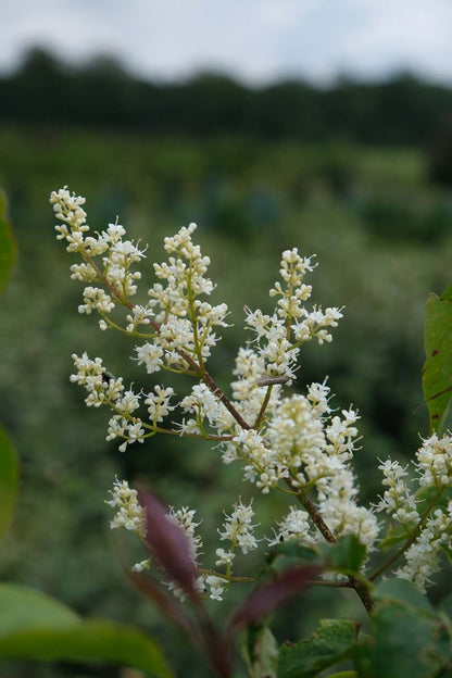 Syringa reticulata meerstammig / struik bloem