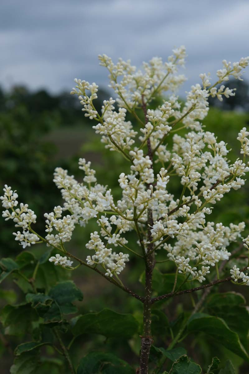 Syringa reticulata meerstammig / struik bloesem