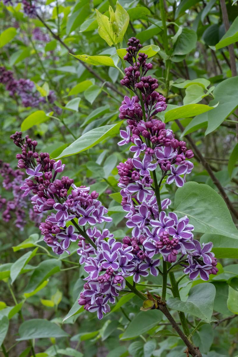 Syringa vulgaris 'Sensation' solitair bloem