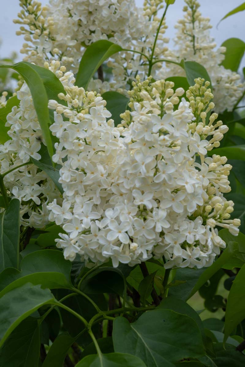 Syringa vulgaris 'Primrose' meerstammig / struik bloesem