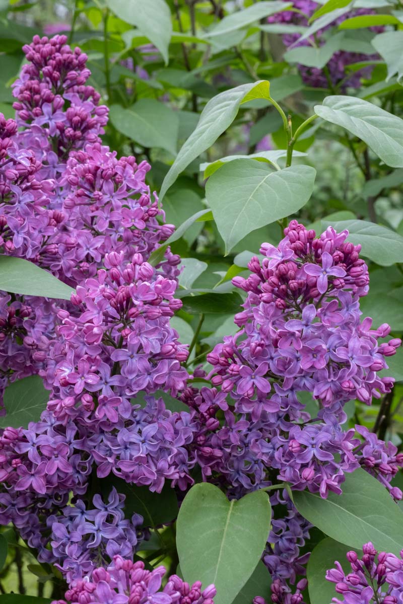 Syringa vulgaris 'Ruhm von Horstenstein' meerstammig / struik bloem