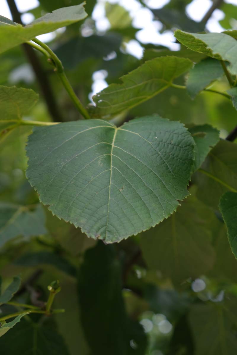 Tilia americana 'Neglect' op stam blad