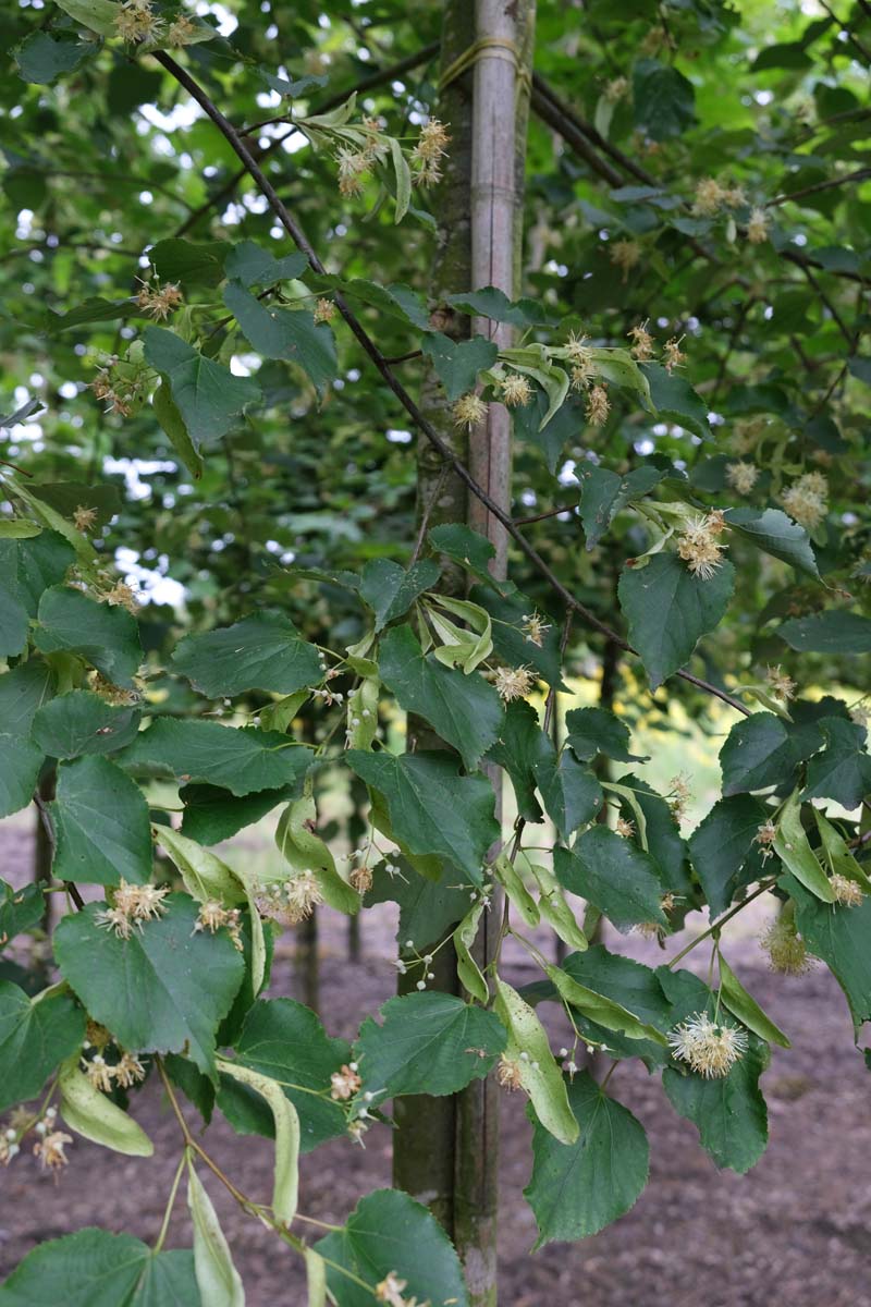 Tilia europaea op stam