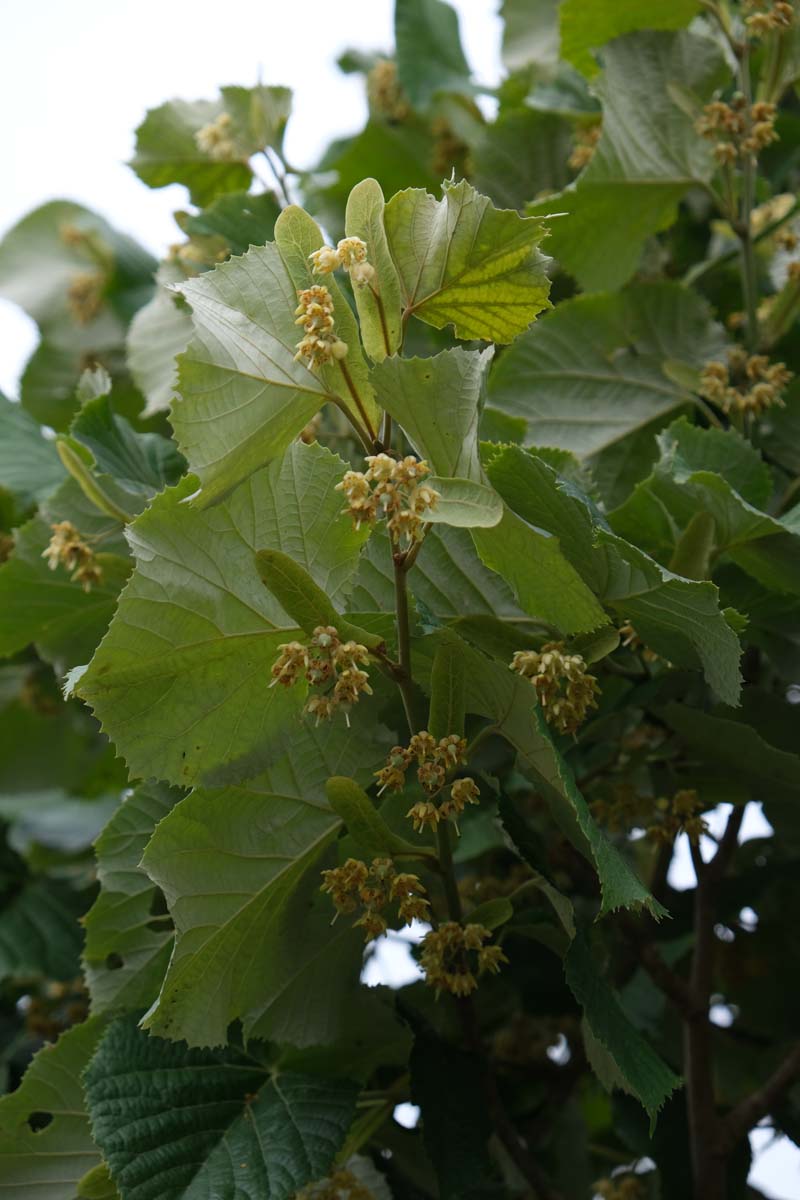 Tilia tomentosa 'Brabant' leiboom bloesem