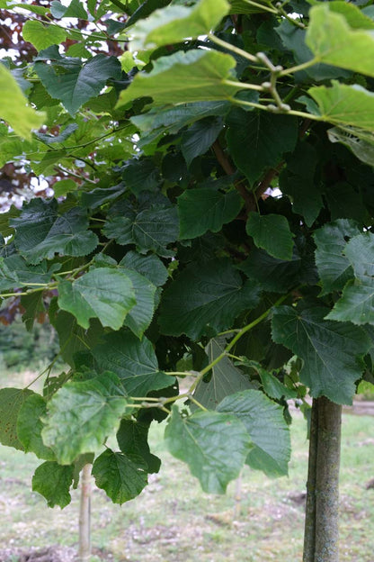 Tilia tomentosa 'Varsaviensis' op stam stam