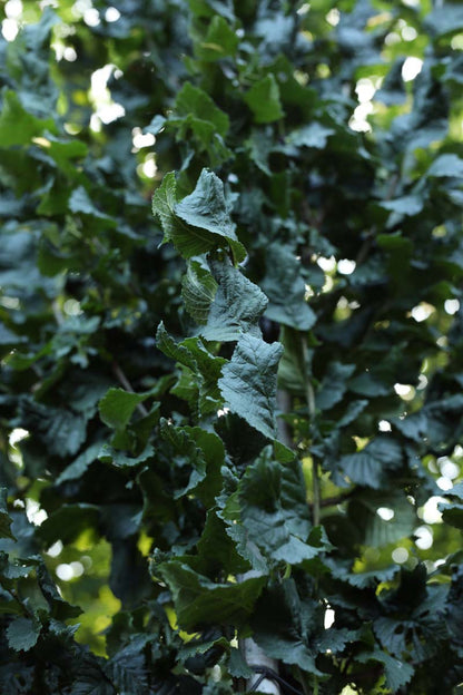 Ulmus 'Columella' leiboom blad