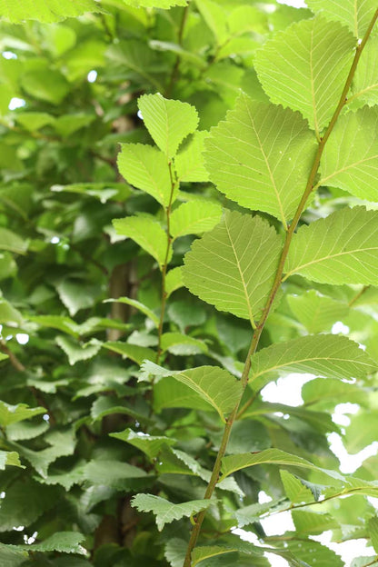 Ulmus 'Dodoens' op stam twijg