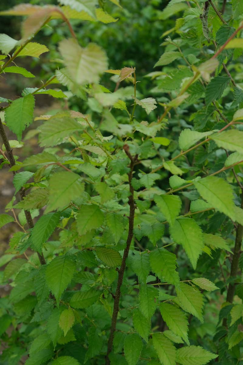 Ulmus glabra meerstammig / struik twijg