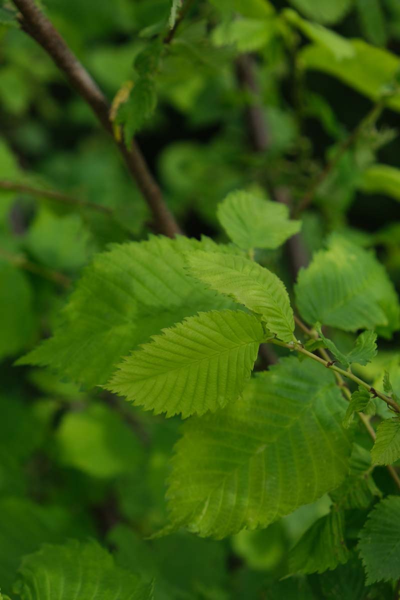 Ulmus laevis op stam blad