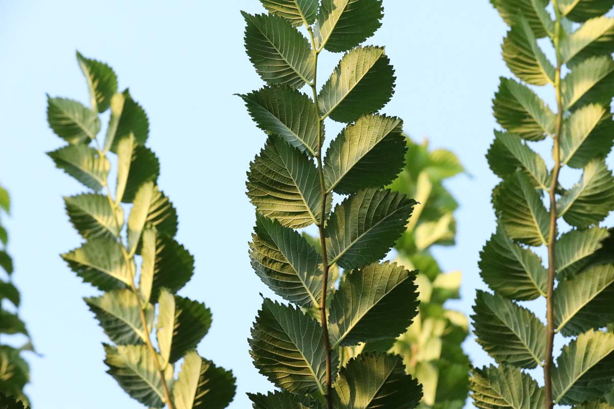 Ulmus 'Lobel' Tuinplanten blad