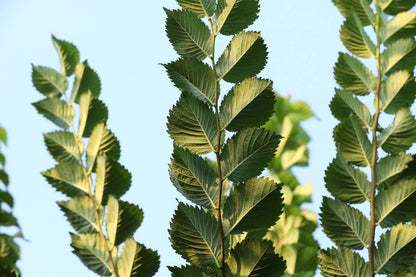 Ulmus 'Lobel' meerstammig / struik blad