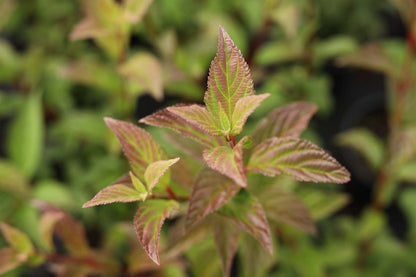 Viburnum bodnantense meerstammig / struik blad