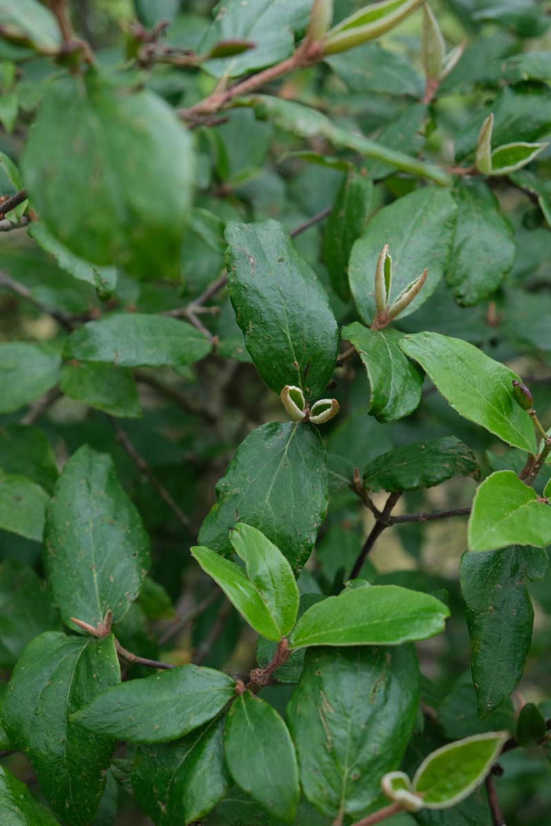 Viburnum burkwoodii blad