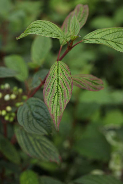 Viburnum farreri meerstammig / struik blad