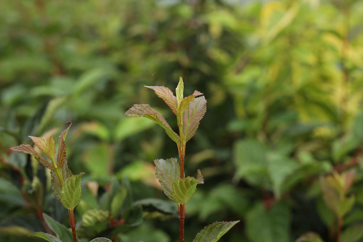 Viburnum farreri meerstammig / struik blad