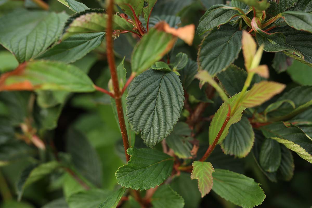 Viburnum farreri Tuinplanten twijg