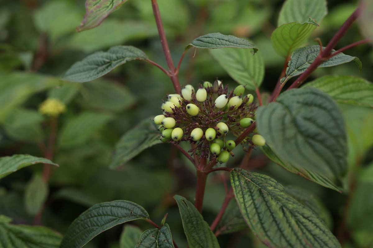 Viburnum farreri meerstammig / struik bloem