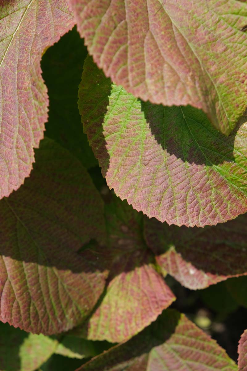 Viburnum furcatum meerstammig / struik blad