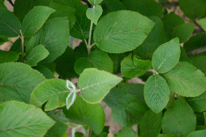 Viburnum lantana Tuinplanten blad