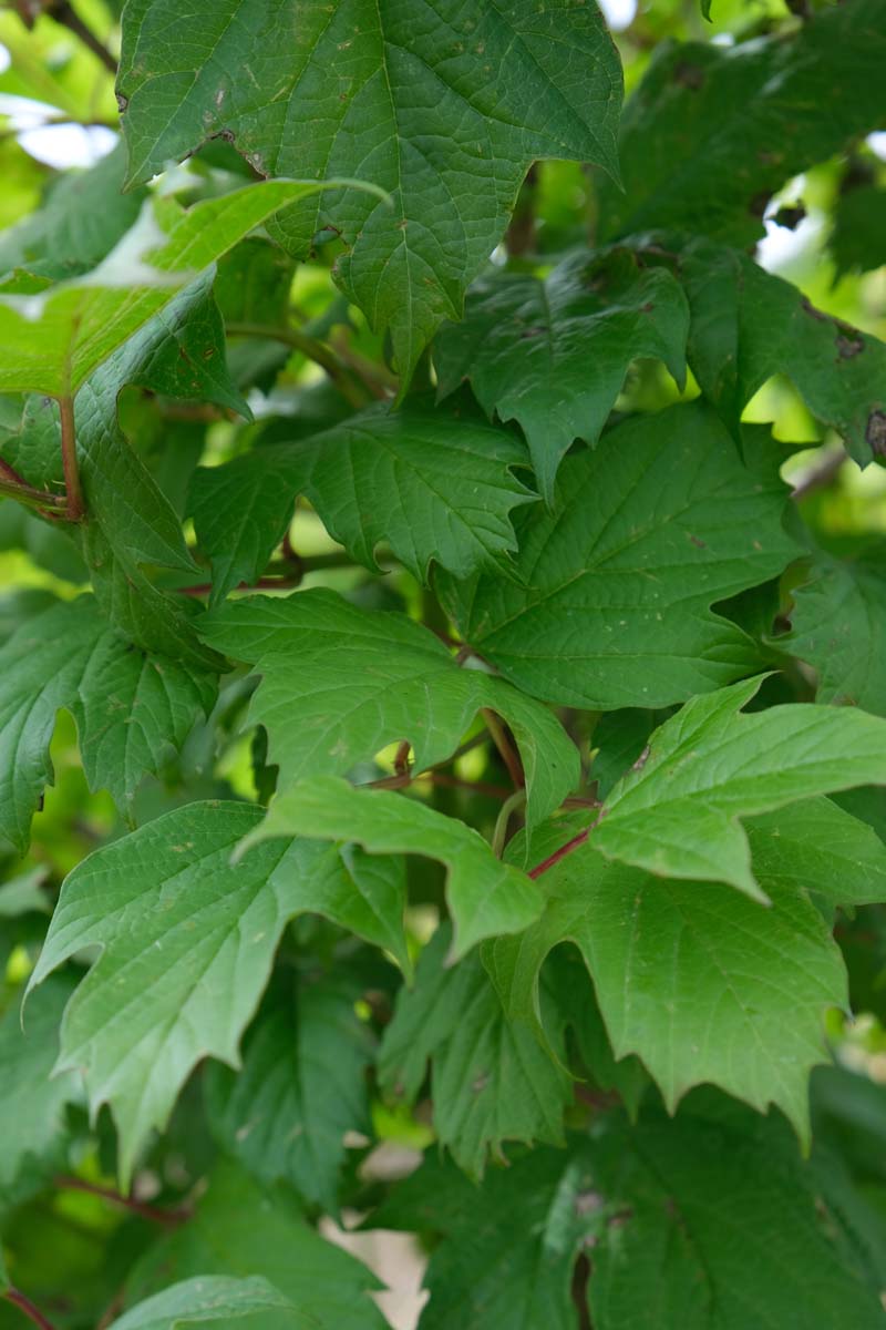 Viburnum opulus haagplant blad