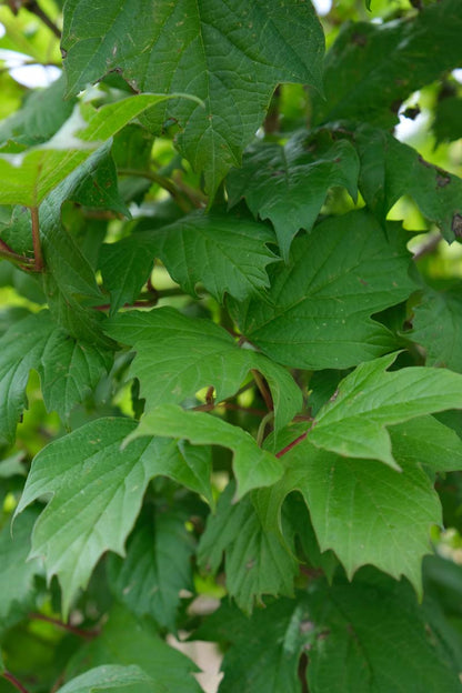 Viburnum opulus op stam blad