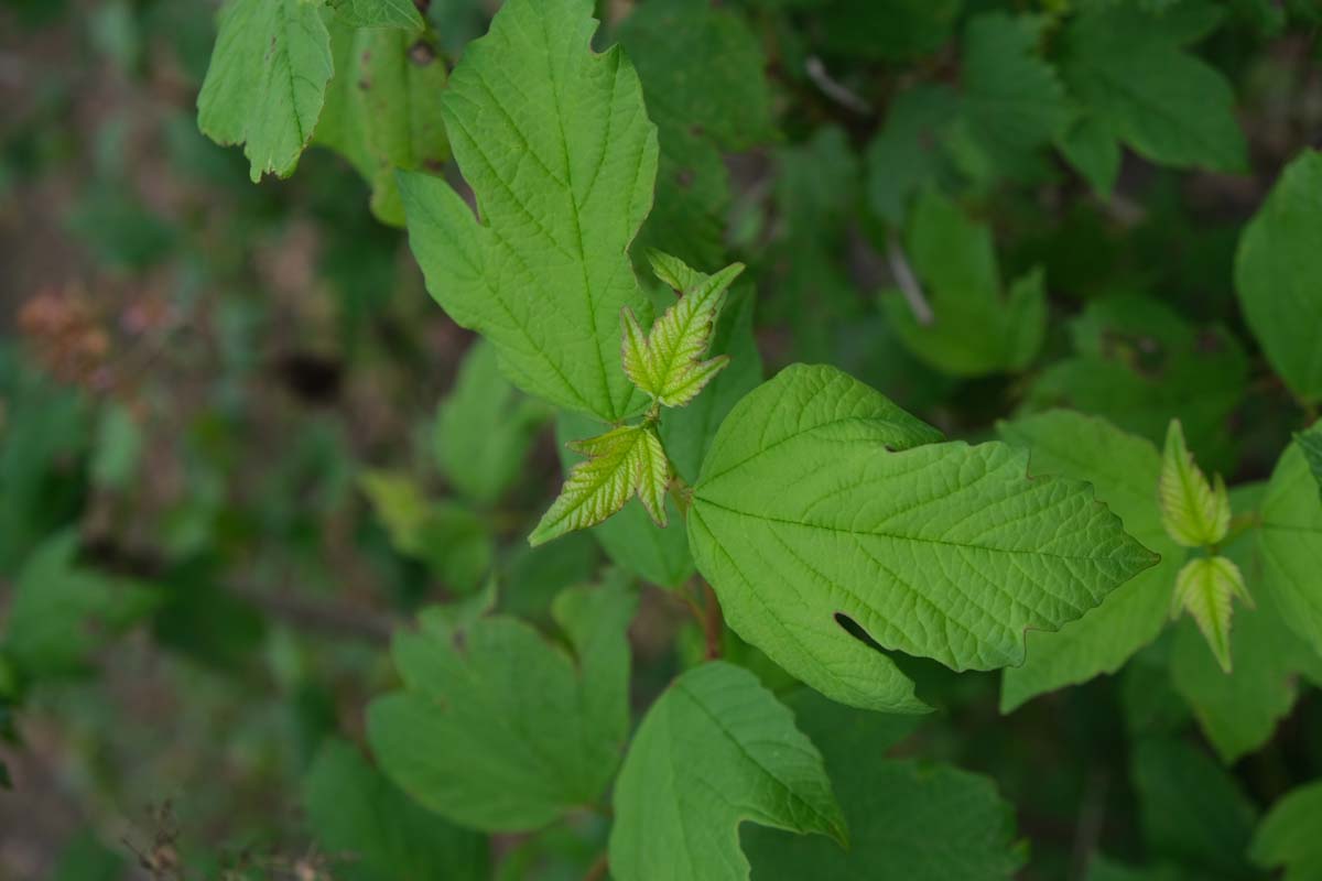 Viburnum opulus 'Roseum' meerstammig / struik blad